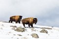 43 Yellowstone NP, bizons
